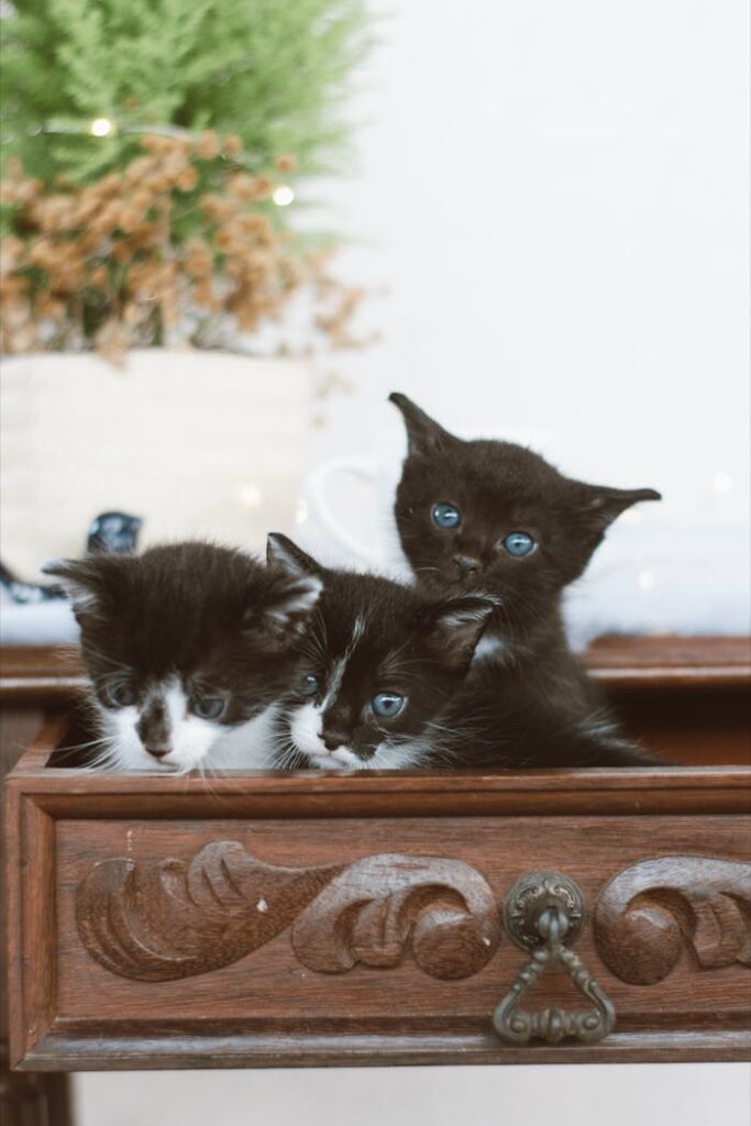 Cute Kittens in Drawer